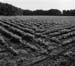 Soybeans,